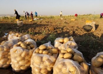 الزراعة: جميع المحاصيل الأساسية متوفرة محلياً بكميات تغطي الطلب