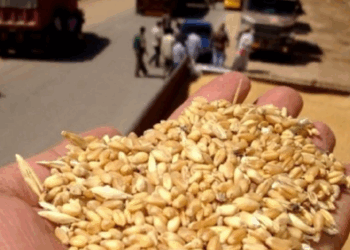 التجارة تُطمئن المواطنين: لدينا خزين من الحبوب والقمح يكفي لـ 6 أشهر