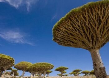 جزيرة سقطرى.. “عذراء اليمن الفاتنة” وأغرب جزر العالم