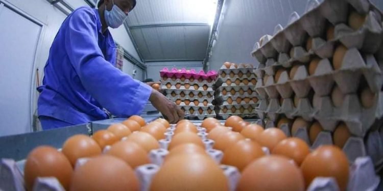 هذه المحافظة تنتج أكثر من 27 مليون بيضة خلال شهر