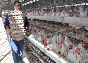 منع استيراد الدواجن ومنتجاتها من 39 دولة