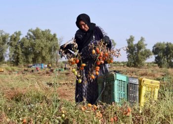 وزارة الزراعة تطلق برامج وطنية ودولية لتمكين المرأة الريفية
