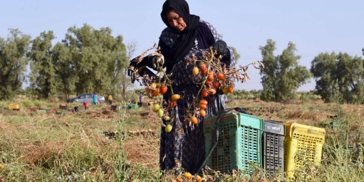 وزارة الزراعة تطلق برامج وطنية ودولية لتمكين المرأة الريفية