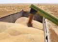 انخفاض أسعار بذور الحنطة ينعش آمال المزارعين