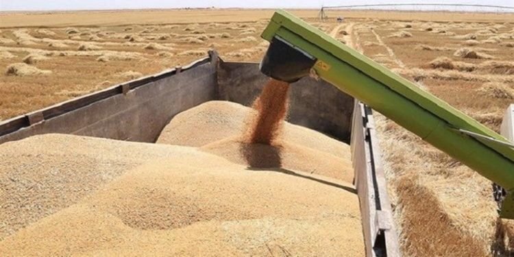 انخفاض أسعار بذور الحنطة ينعش آمال المزارعين