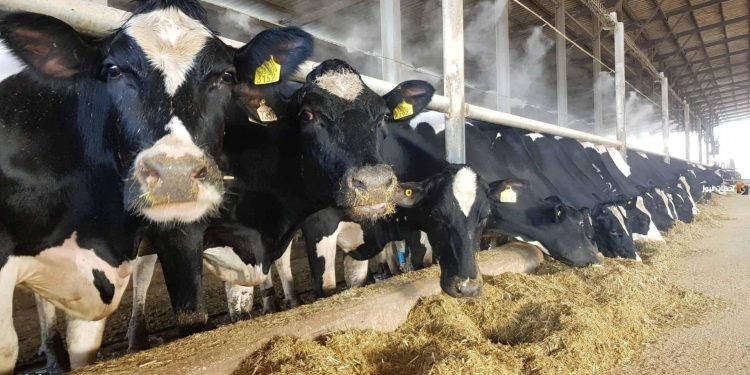 الزراعة تخطط لإنشاء مشاريع لتسمين العجول ودعم الأعلاف