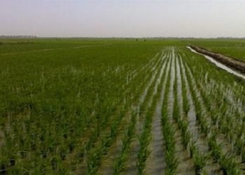 زراعة ميسان: موجة الأمطار والسيول شكلت طوق نجاة للواقع الزراعي