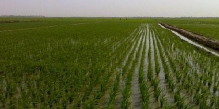 زراعة ميسان: موجة الأمطار والسيول شكلت طوق نجاة للواقع الزراعي