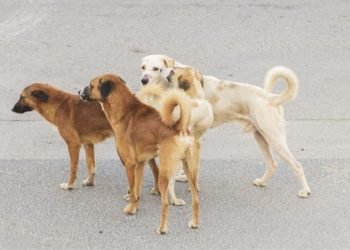 مشكلة الكلاب السائبة.. القتل يزيد الخطر ولا يعالج الأزمة