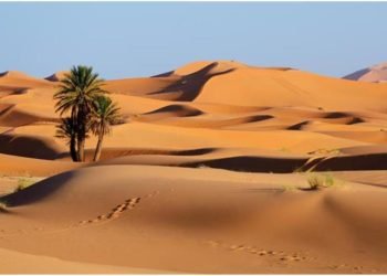 الزراعة: دراسة لمراقبة الكثبان الرملية عبر “نظم المعلومات الجغرافية”