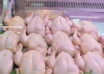 الزراعة: قرار منع استيراد الدجاج يدخل حيز التنفيذ منتصف كانون الثاني