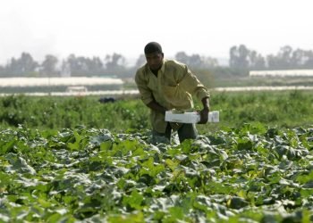 القطاع الزراعي في العراق.. ضرورة للأمن الغذائي والحفاظ على البيئة