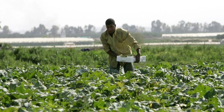 القطاع الزراعي في العراق.. ضرورة للأمن الغذائي والحفاظ على البيئة
