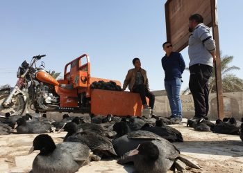 لحماية الطيور المهاجرة من الصيد الجائر.. جولات تفتيشية في النجف