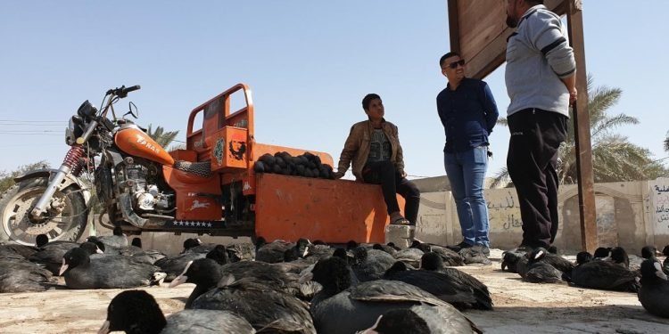 لحماية الطيور المهاجرة من الصيد الجائر.. جولات تفتيشية في النجف