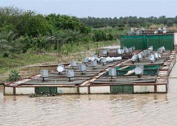 بحيرات الأسماك الطينية.. إزالة أكثر من 12 ألف بحيرة وعدم تجديد الإجازات رسميًا