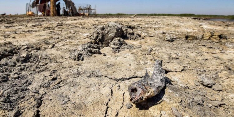 الأمم المتحدة تسلم العراق مشروع أراضٍ رطبة لمعالجة التلوث والجفاف في ذي قار