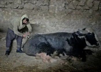 يشمل العراق.. منظمة “فاو” تطلق مشروعًا إقليميًا للسيطرة على الحمى القلاعية