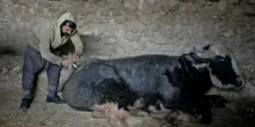 يشمل العراق.. منظمة “فاو” تطلق مشروعًا إقليميًا للسيطرة على الحمى القلاعية