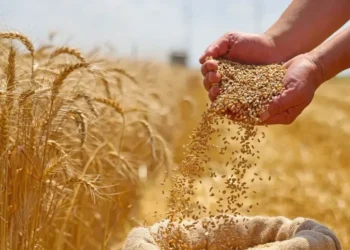 التجارة تطمئن المواطنين: لدينا مخزون كافٍ من الحنطة مهما تطورت أوضاع المنطقة