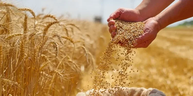 التجارة تطمئن المواطنين: لدينا مخزون كافٍ من الحنطة مهما تطورت أوضاع المنطقة