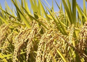 استحصال موافقة مبدئية لزراعة محصول الشلب في النجف الأشرف