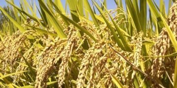 استحصال موافقة مبدئية لزراعة محصول الشلب في النجف الأشرف