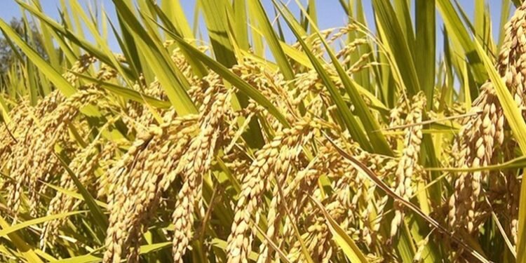 استحصال موافقة مبدئية لزراعة محصول الشلب في النجف الأشرف