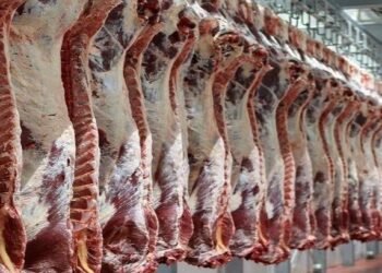 دائرة البيطرة: استيراد المواشي يسهم في استقرار أسعار اللحوم