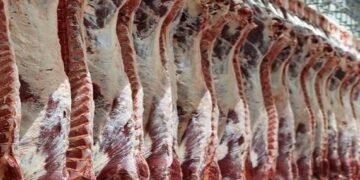 دائرة البيطرة: استيراد المواشي يسهم في استقرار أسعار اللحوم