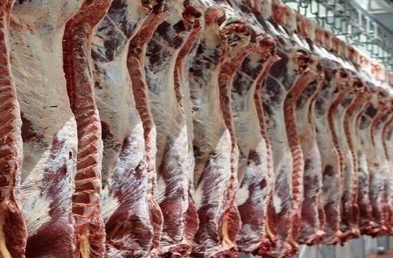 دائرة البيطرة: استيراد المواشي يسهم في استقرار أسعار اللحوم