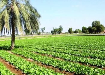 زراعة النجف تكمل استعداداتها لتنفيذ الخطة الصيفية