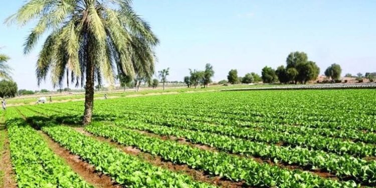 زراعة النجف تكمل استعداداتها لتنفيذ الخطة الصيفية