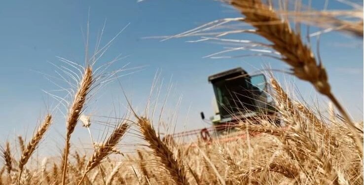 محصول الحنطة في النجف.. انطلاق حملة الحصاد واستنفار لتأمين الخزين الاستراتيجي