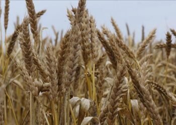 للمرة الأولى في العراق.. زراعة ذي قار تطبق آلية الحجز المسبق لتسليم القمح