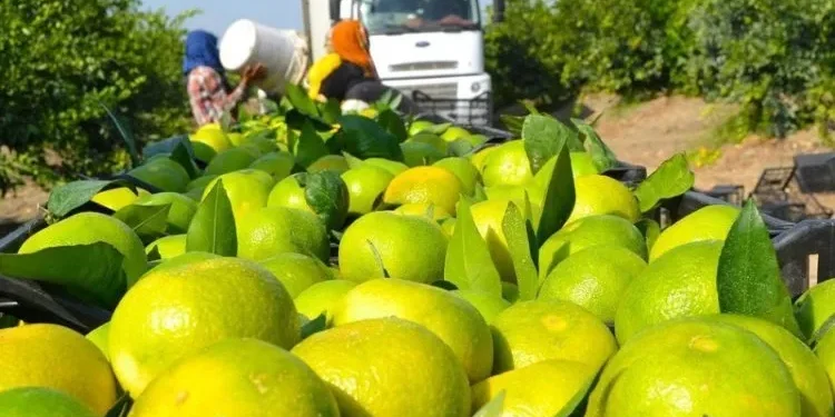 81 مليون دولار .. صادرات الليمون التركي للعراق
