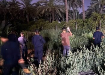 شرطة البيئة تنفي هروب أسود في التاجي: الأوضاع في المنطقة آمنة ومستقرة