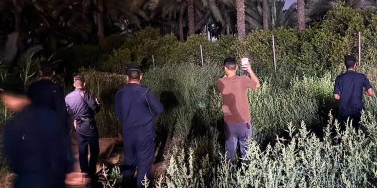 شرطة البيئة تنفي هروب أسود في التاجي: الأوضاع في المنطقة آمنة ومستقرة