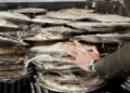 ضبط مواد غذائية غير صالحة للاستهلاك البشري في ذي قار