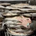 ضبط مواد غذائية غير صالحة للاستهلاك البشري في ذي قار