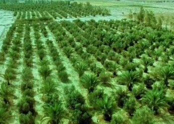 العتبة العباسية: مشاريعنا وفرت آلاف فرص العمل