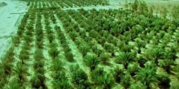العتبة العباسية: مشاريعنا وفرت آلاف فرص العمل