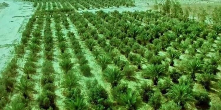 العتبة العباسية: مشاريعنا وفرت آلاف فرص العمل