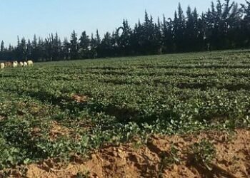 البصرة توسع خطتها الزراعية وسط معادلة المياه والإنتاج