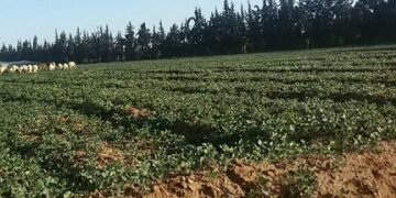 البصرة توسع خطتها الزراعية وسط معادلة المياه والإنتاج