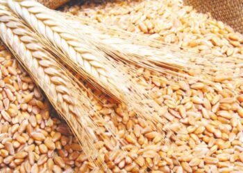 ملايين الأطنان من الحنطة ومسارات إمداد بديلة.. التجارة تؤكد تعزيز الأمن الغذائي