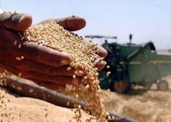 الحبوب: تصفير مستحقات الفلاحين لعام 2025