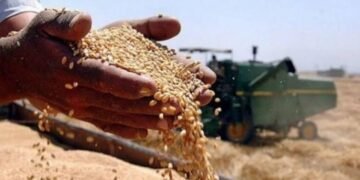 الحبوب: تصفير مستحقات الفلاحين لعام 2025