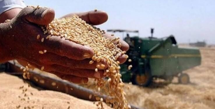 الحبوب: تصفير مستحقات الفلاحين لعام 2025
