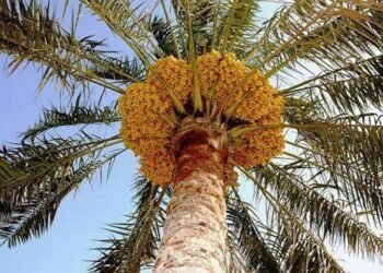 النخيل العراقي يواجه خطر تراجع البساتين وارتفاع كلف الإنتاج